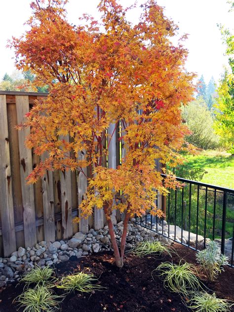 Coral Spell Japanese Maple: Enhancing the beauty of your outdoor space